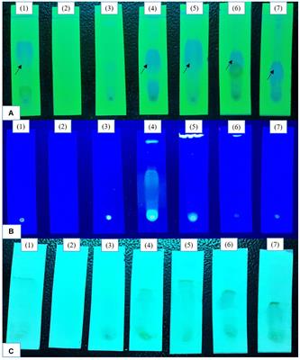 Epigenetic Modifiers Revamp Secondary Metabolite Production in Endophytic Nigrospora sphaerica